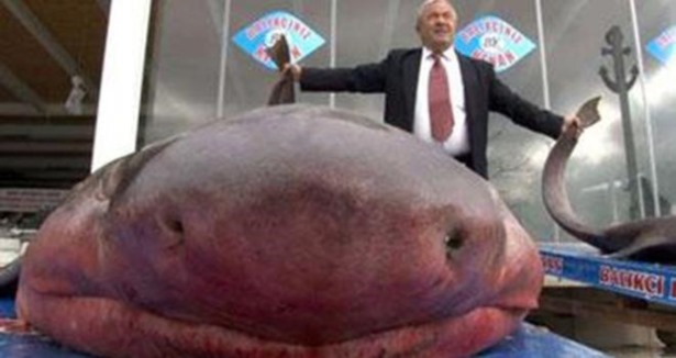 Marmara'da dev köpek balığı yakalandı