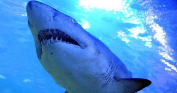Avustralya''da köpek balığı saldırısı