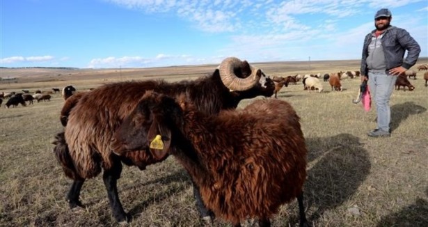 Koyun sürülerine koç katımı başladı