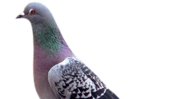 Çin Komünist Partisi ''kuş uçurtmayacak'' 