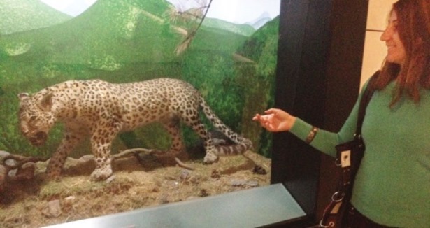 Anadolu leoparına ziyaretçi akını