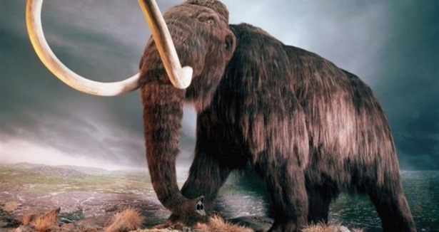 60 bin  yıllık Mamut klonlanacak!