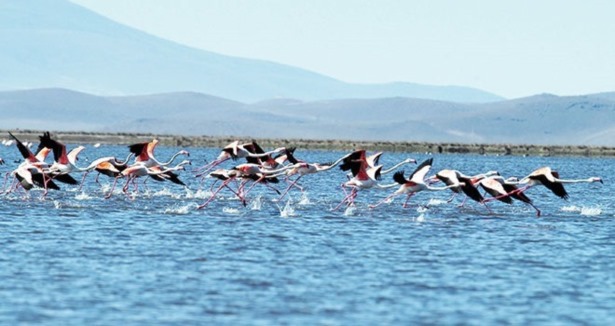 Sultan Sazlığı''nda flamingo sevinci