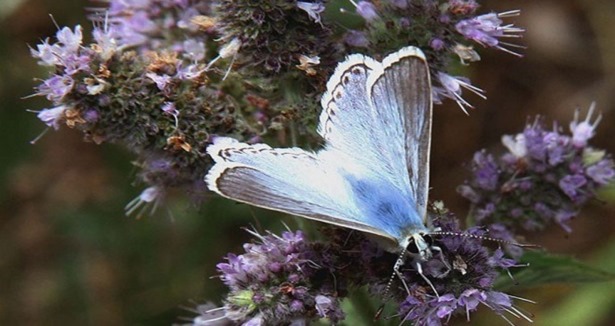 "Saimbeyli Mavisi" kelebeği yeniden ortaya çıktı