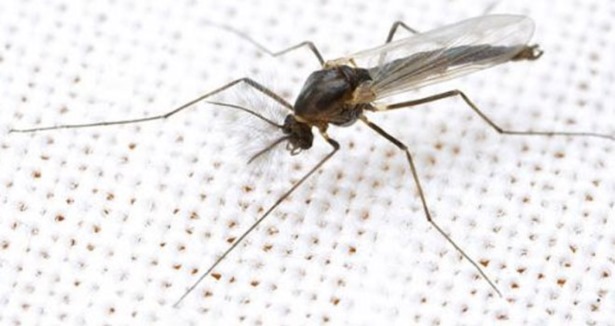 Sivrisinekler neden bazı insanları daha fazla ısır