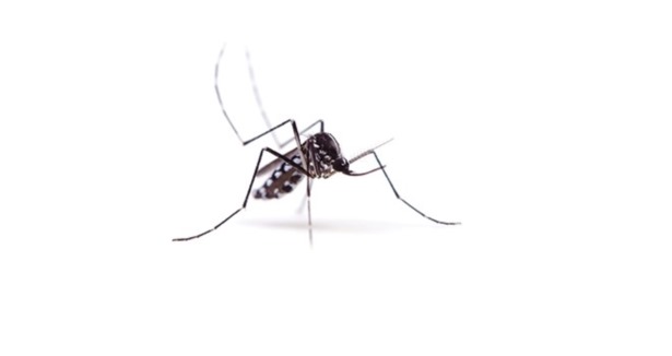 Sivrisinek alarmı