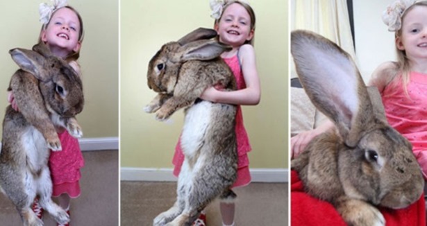 İşte dünyanın en büyük tavşanı 