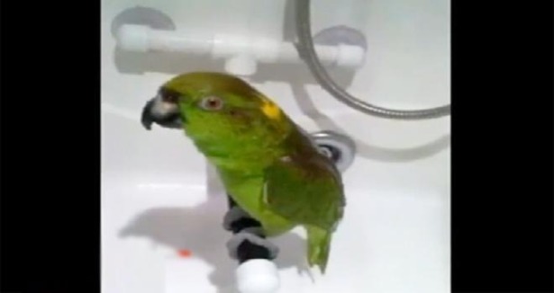 Bu papağan şarkı söylüyor!