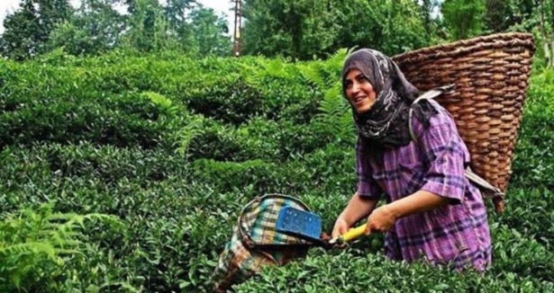 Yılın ilk çayı Feshane''de toplanacak