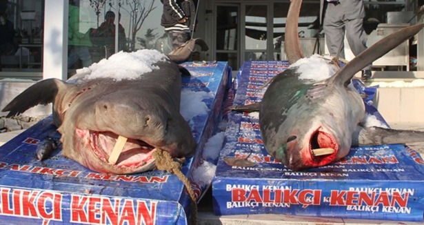 İstanbul'da 2 köpek balığı yakalandı