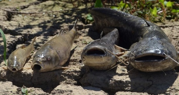 Gediz Nehri''nde korkutan balık ölümleri