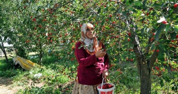 Kuraklık vişneyi de vurdu