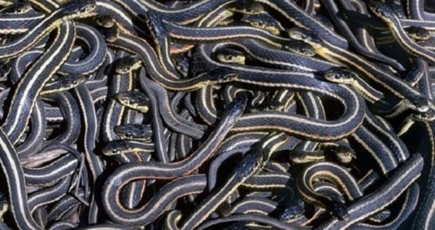 Evden 100'den fazla yılan çıktı