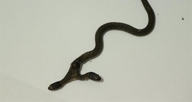 Çift başlı yılan Antalya'ya getirildi