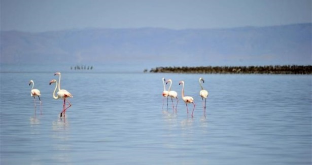 'Flamingo cenneti' mezarlığa dönüşüyor
