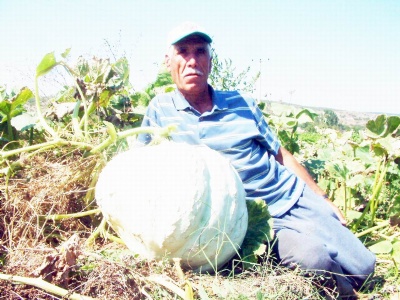 30 kiloluk kabak yetiştirdi