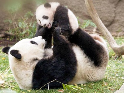 6. pandasını doğurdu