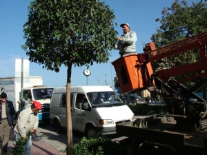 Yalova ağaçları da kışa hazırlanıyor