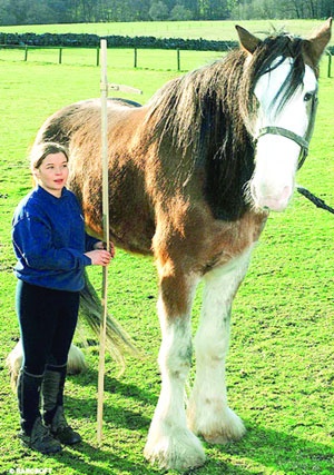İngiltere'nin en büyük atı Digger