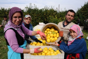 Erdemli'de 400 ton limon rekoltesi bekleniyor