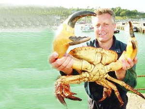 Yenilebilir  dev yengeç bulundu