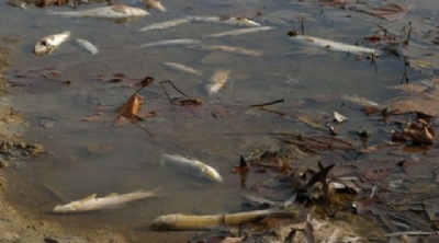 Bartın'da binlerce balık öldü