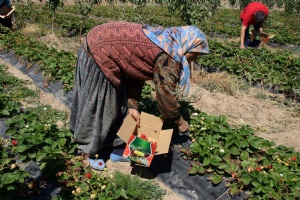 Damlama sulama kuraklığa meydan okuyor