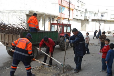 Şahinbey'de ağaç dikimi devam ediyor