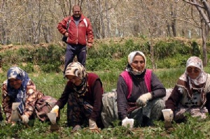 500 ton çilek elde kaldı