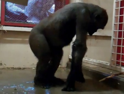 Dans eden goril, izlenme rekorları kırıyor