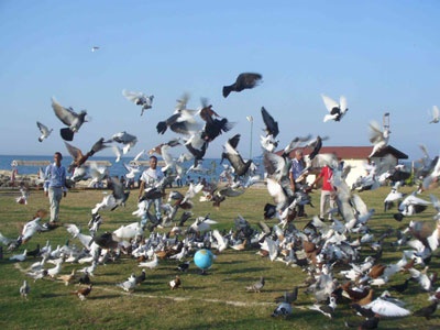 656 güvercin barışa kanat çırptı