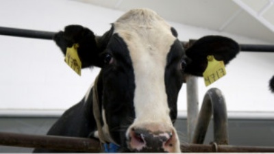 Çin'den anne sütü veren inek