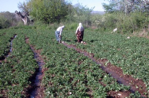 Isparta'da damla sulama kursu açılacak 