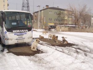 Horasan'da sokak köpeği kabusu 