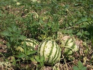 Karpuzda önce 'izin', sonra hasat