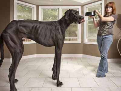İşte dünyanın en büyük köpeği