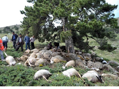 Koyun sürüsüne yıldırım düştü: 150 koyun telef