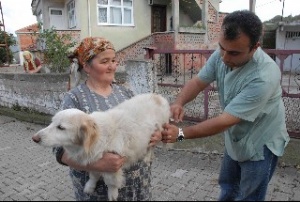 Çaycuma'da kuduz karantinası 