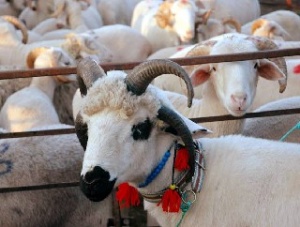 İşte Kurban Çalıştayı bildirgesi