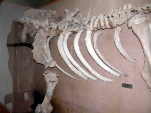 Rusya'da 35 bin yıllık mamut