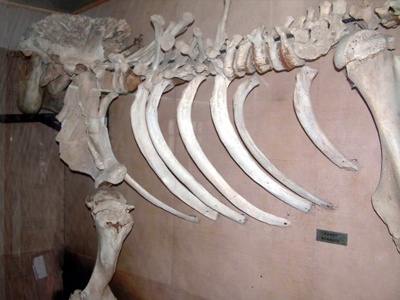 10 bin yaşında mamut dişi bulundu