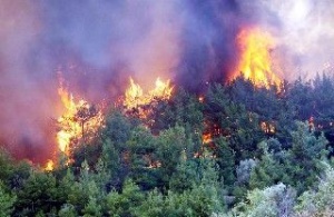 Manavgat'ta yine orman yangını 
