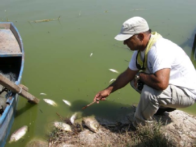 Azap Gölü'nde eko sistem çöküyor