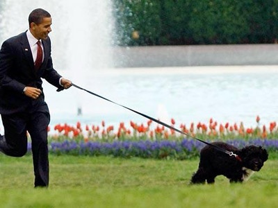 Obama, köpek Bo'ya kimin lider olduğunu öğretememi