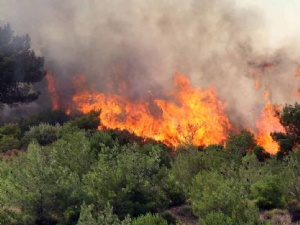 20 hektarlık alan yandı