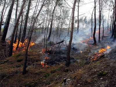 Almanya'da kuraklıktan dolayı orman yangınları çık
