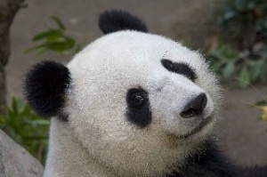 Panda dışkısından hatıra eşya