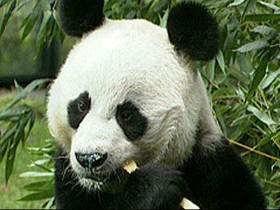 Dünyanın en yaşlı erkek pandası öldü