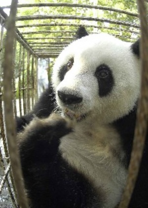 Çin'de ikiz panda dünyaya geldi 