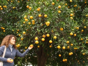 600 kilo portakal veren ağaç